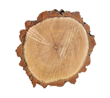 Bacak, beyaz arkaplanda izole edilmiş. Çapraz kesim, halka veya tahta kesim 