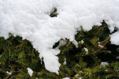 Karla kaplı çam ağacı. Karlı Evergreen