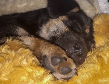 Pençeleriyle uyuyan sevimli köpek yavrusu fotoğrafçılıkla ilgileniyor. Yeni doğmuş köpek uyuyor.