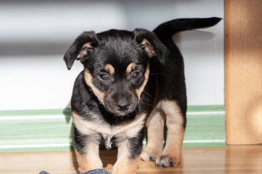 Yavru köpek portresi. Genç hayvan köpek oynuyor.