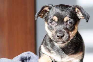 Yavru köpek portresi. Genç hayvan köpek oynuyor.