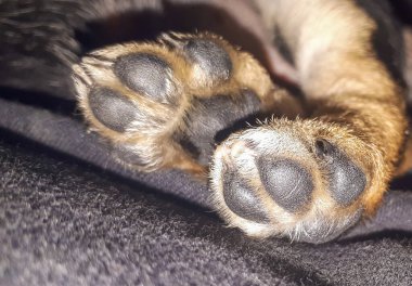 Kapalı makro köpek pençeleri. Küçük hayvanlar pençesi