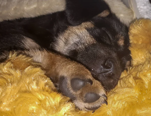 Cagnolino Carino Dormire Con Zampe Sono Sulla Fotografia Cane Appena — Foto Stock