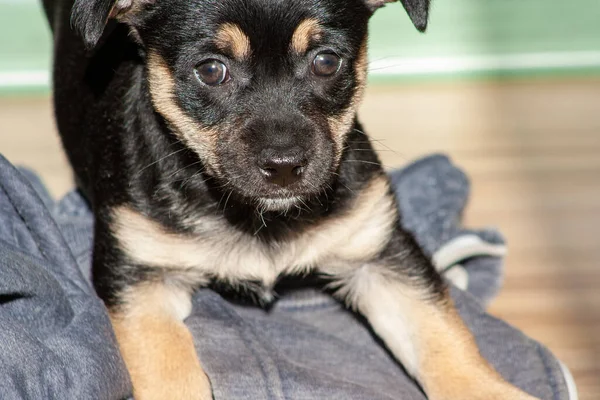 Portret Van Een Puppy Jonge Dier Hond Speelt — Stockfoto