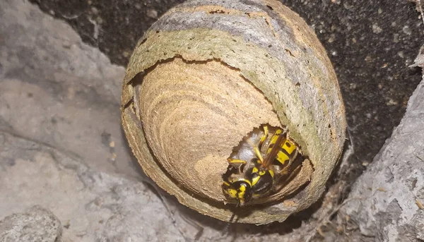 Eine Wespe Sitzt Einem Nest Und Legt Eier Oder Baut — Stockfoto