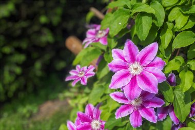 Asmada pembe klematis çiçeği. Clematis bahçede çiçek açıyor..