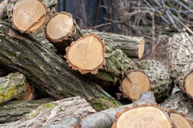 Ağaç kütükleri yığını. Ahşap enerji endüstrisi konsepti. Yığılmış odun