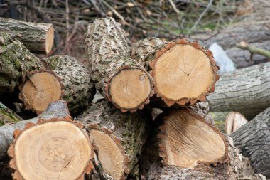 Ağaç kütükleri yığını. Ahşap enerji endüstrisi konsepti. Yığılmış odun