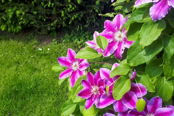 Pink clematis flower on the vine. Clematis flower blooming in garden.