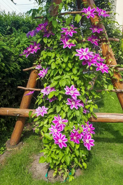 Klematis Blüht Sommergarten Rosafarbene Blüte Rupper Der Nähe Des Hauses — Stockfoto