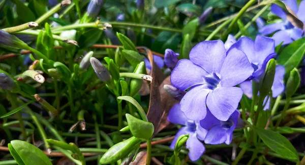 屋外庭園で紫のビンカ小ペリウィンクルの花 パーウィンクルの紫色の花 — ストック写真