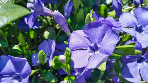 Lila Vinca Minor Időszakos Virágok Szabadtéri Kertben Bíbor Kék Virágok — Stock Fotó