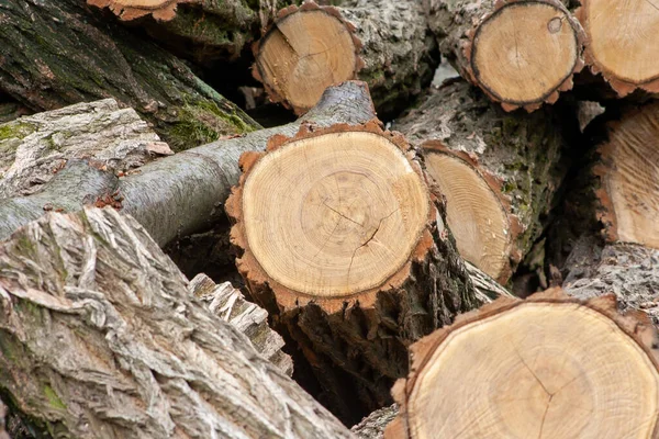 Montón Troncos Madera Concepto Industria Energética Madera Madera Apilada — Foto de Stock