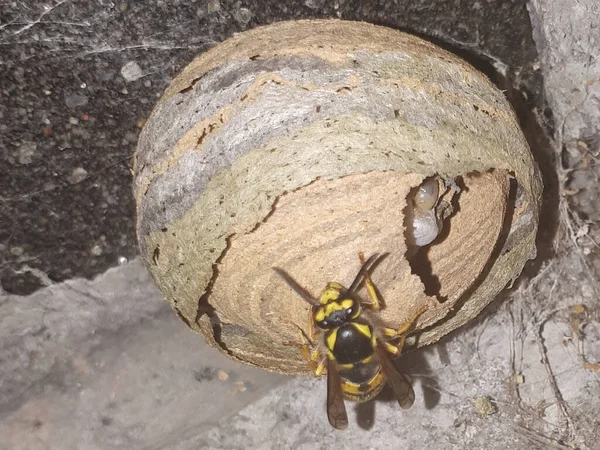 Yellow Wasp Build Paper Nest Macro Insect Home Danger Animal — Stock Photo, Image