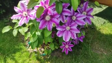 Clematis. Yeşil arka planda güzel pembe klematis çiçekleri. Mor klematis çiçekleri. Bahçede pembe klematis çiçekleri