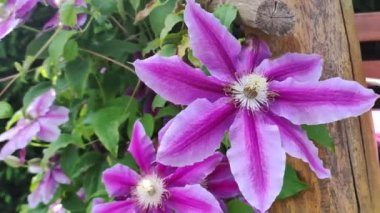 Clematis. Yeşil arka planda güzel pembe klematis çiçekleri. Mor klematis çiçekleri. Bahçede pembe klematis çiçekleri