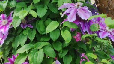 Clematis. Yeşil arka planda güzel pembe klematis çiçekleri. Mor klematis çiçekleri. Bahçede pembe klematis çiçekleri