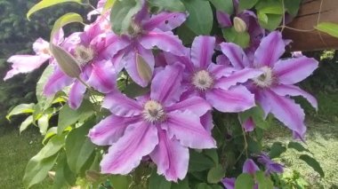 Clematis. Yeşil arka planda güzel pembe klematis çiçekleri. Mor klematis çiçekleri. Bahçede pembe klematis çiçekleri