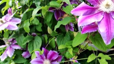 Clematis. Yeşil arka planda güzel pembe klematis çiçekleri. Mor klematis çiçekleri. Bahçede pembe klematis çiçekleri