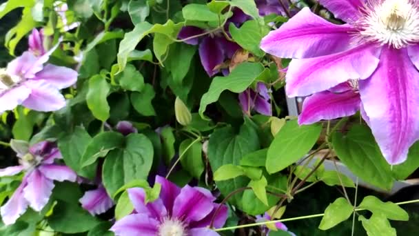 Clematis Hermosas Flores Rosadas Clematis Sobre Fondo Verde Flores Clematis — Vídeo de stock