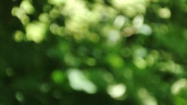 Green bokeh background. Abstract natural pattern. Blurred trees and leaves