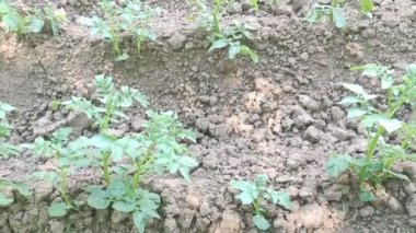 Young tomato seedlings planted in a garden. Concept of growing and planting organic vegetables at home