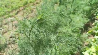 Yeşil Dill sebze bahçesinde. Bahçedeki rezene ve dereotları.