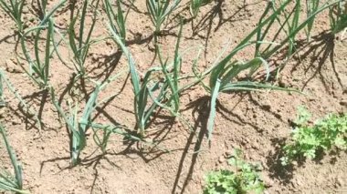 Güneşli bir günde organik sebze bahçesinde hasat için yeşil pırasa soğanıyla tarlanın yakınına git.