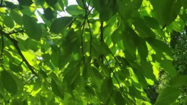 green leaves in the garden. Nature leaves background