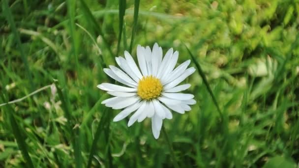 Kamomillblommor Makro Tusensköna Blomma Äng Vit Blomma Växt Trädgården Miljökoncept — Stockvideo