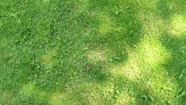 Green Grass Background Video Lawn Field Meadow Pattern Football Field — Vídeo de Stock