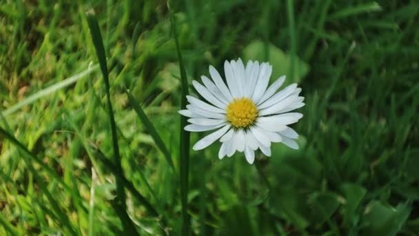 Papatya Çiçeği Çayır Üzerinde Papatya Çiçeği Bahçedeki Beyaz Çiçek Bitkisi — Stok video