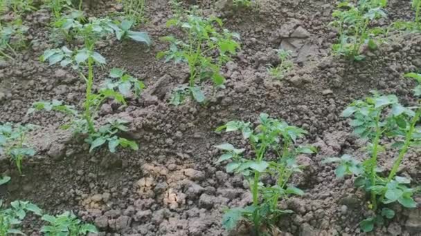 Young Tomato Seedlings Planted Garden Concept Growing Planting Organic Vegetables — Vídeo de Stock