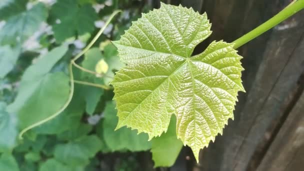 Closeup Beautiful Green Grapevine Leaf — Video Stock