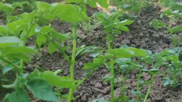 Young Tomato Seedlings Planted Garden Concept Growing Planting Organic Vegetables — Vídeo de Stock