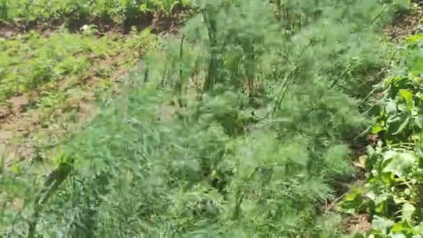 Green Dill Moestuin Venkel Dille Plant Een Tuin — Stockvideo