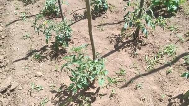 Jonge Tomatenzaailingen Geplant Een Tuin Begrip Thuis Biologische Groenten Telen — Stockvideo