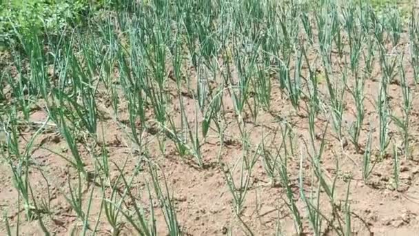 Sluiten Van Het Veld Met Groene Prei Klaar Voor Oogst — Stockvideo