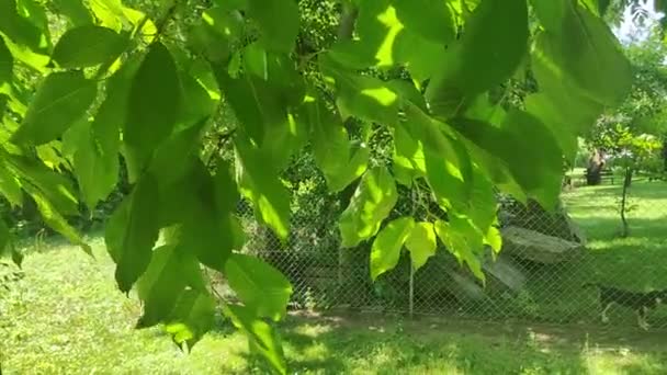 Gröna Blad Trädgården Natur Lämnar Bakgrund — Stockvideo