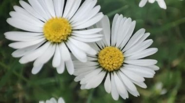 Papatya çiçeği. Çayır üzerinde papatya çiçeği. Bahçedeki beyaz çiçek bitkisi. Çevre konsepti. Yeşil çimenler