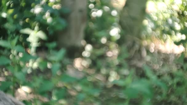 Grüner Bokeh Hintergrund Abstraktes Natürliches Muster Bäume Und Blätter Verschwimmen — Stockvideo