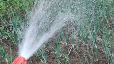 Su hortumu, sıcak günlerde ve kuraklıkta bahçedeki sebzeleri ve bitkileri suluyor.