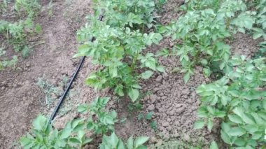 Young tomato seedlings planted in a garden. Concept of growing and planting organic vegetables at home