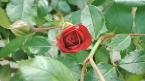 Flori Trandafir Grădină Plantă Flori Roșii — Videoclip de stoc