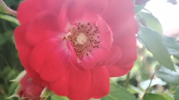 Λουλούδια Τριαντάφυλλου Στον Κήπο Κόκκινο Άνθος — Αρχείο Βίντεο