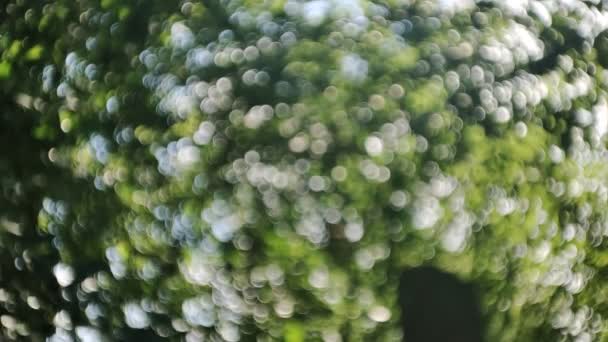 Green Bokeh Background Abstract Natural Pattern Blurred Trees Leaves — Video Stock