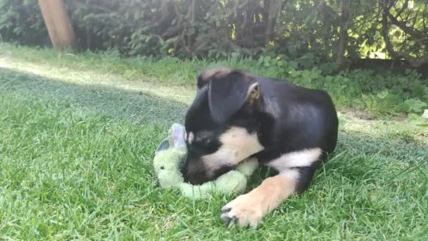 这只狗在草地上和泰迪熊玩耍 一只小狗把一只小泰迪熊抱在嘴里 — 图库视频影像