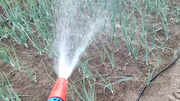 Der Wasserschlauch Zur Bewässerung Von Gemüse Und Pflanzen Garten Während — Stockvideo