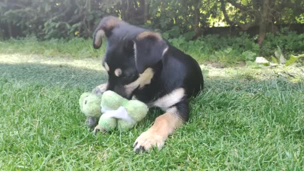 Hond Speelt Met Een Teddybeer Het Gras Een Jonge Hond — Stockvideo