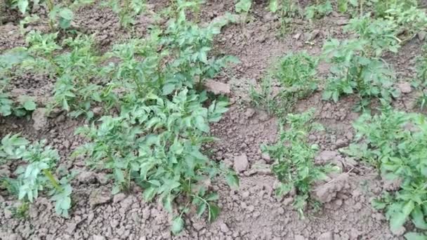 Young Tomato Seedlings Planted Garden Concept Growing Planting Organic Vegetables — Vídeo de Stock